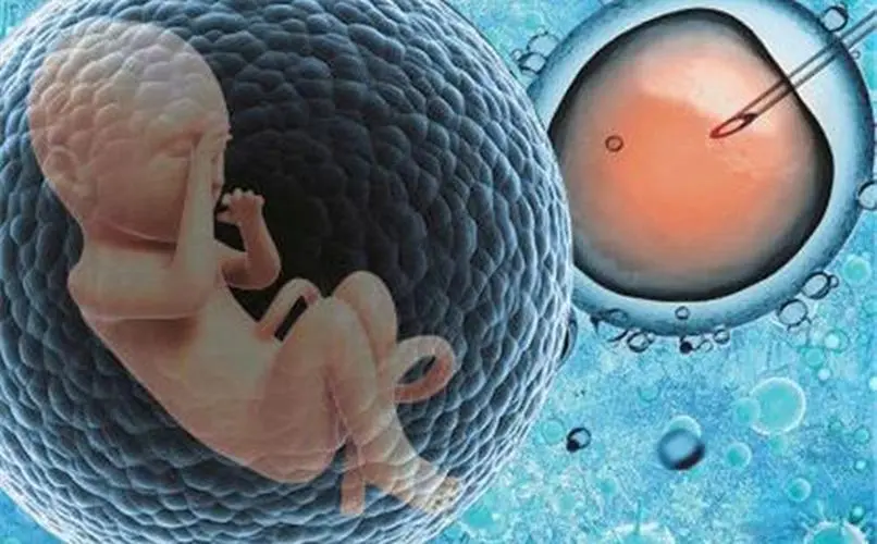 胚胎在体外是如何成长发育的呢？(图1)