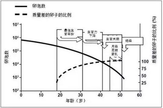 女性年龄与卵巢功能关系图表