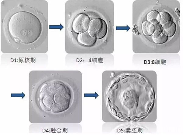 胚胎培养