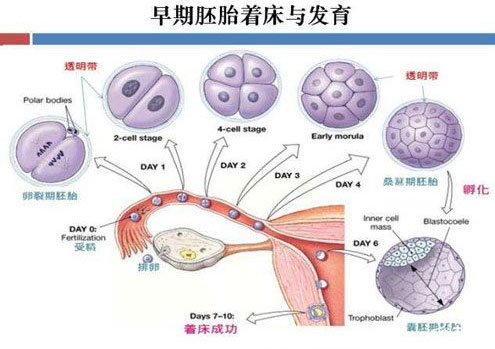 胎停育怎么预防