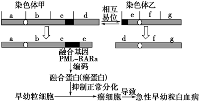 急性早幼粒细胞白血病