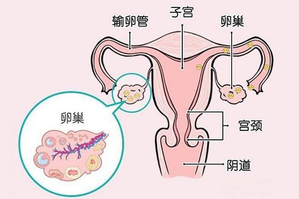 卵巢功能检查