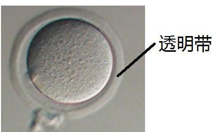 透明带是什么，作用与功能介绍