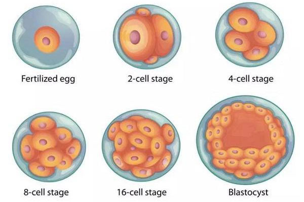 哪些人适合选择囊胚移植