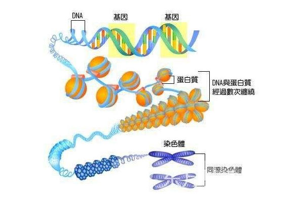 染色体核型分析