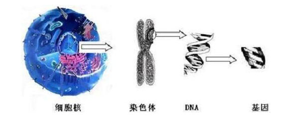 染色体和dna