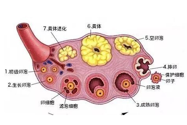 卵巢生理结构示意图