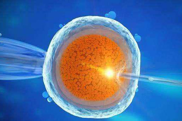 排卵期卵子形态不规则