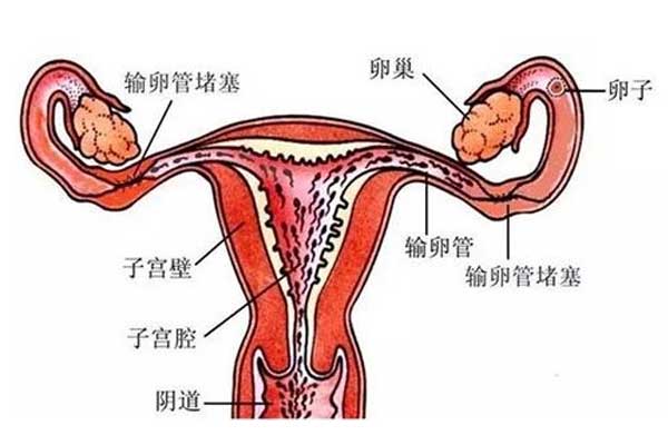 女性的输卵管