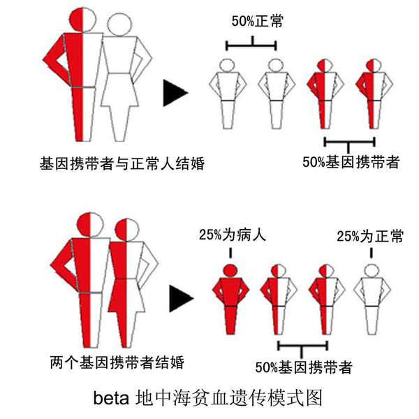 地中海贫血去泰国做第三代试管婴儿的成功率怎(图2)