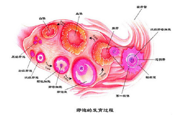 卵子发育成熟的过程介绍