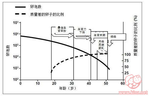 年龄对泰国试管婴儿成功率的影响