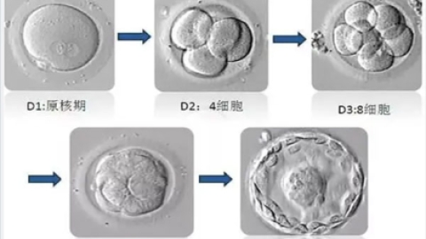 试管技术中鲜胚、囊胚、冻胚移植哪个成功率高？