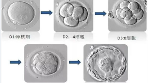 试管知识-鲜胚、囊胚、冻胚移植哪个成功率高？