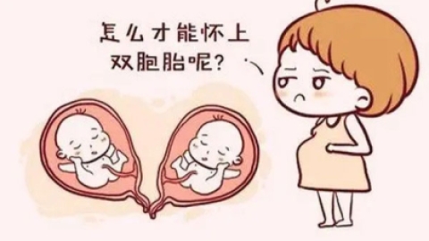 试管婴儿双胞胎几率有多大？