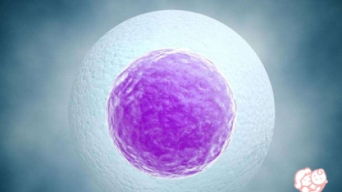 备孕期应该如何提高卵子质量和活力？