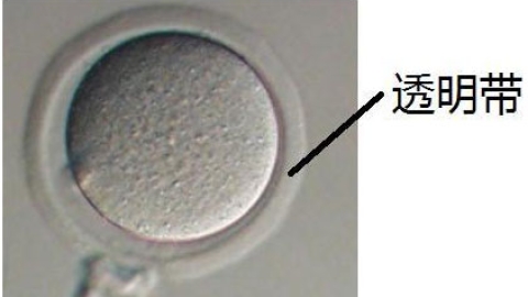 透明带是什么，作用与功能介绍