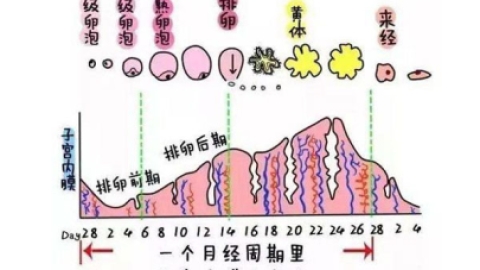 子宫内膜是什么？各个阶段子宫内膜的厚度多少