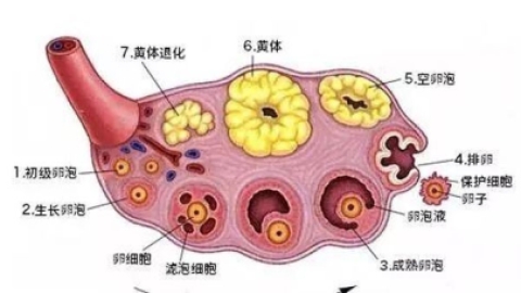 卵泡对试管婴儿有影响吗？促排卵能否有效解决