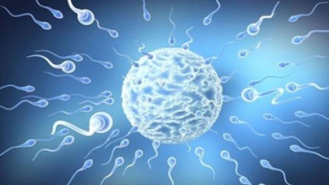 人工受精和试管婴儿的区别是什么呢？试管婴儿