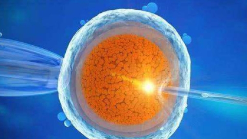 排卵期卵子形态不规则是怎么回事