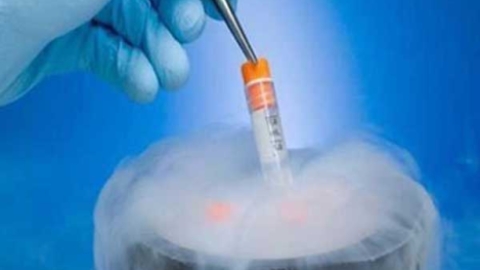 冻胚移植可提高试管婴儿成功率被国际医学界证实