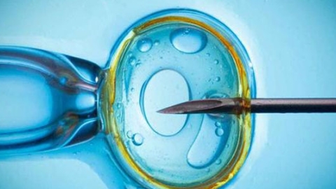 试管婴儿移植更多的胚胎，成功率就更高吗？
