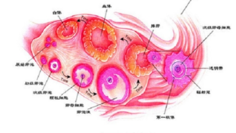 看看她都经历了什么?了解卵子妹妹从出生到成熟