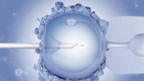 试管受精与自然妊娠的流产率没有差异