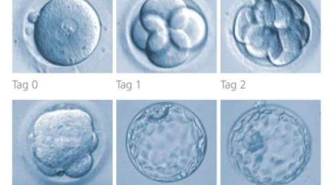 取卵后，胚胎在实验室都发生了什么？